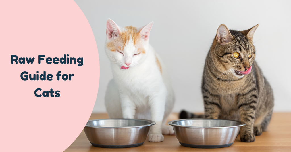 Raw Feeding Guide for Cats Pet Connect NZ