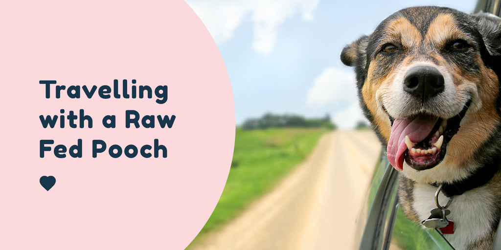 The Ultimate Guide to Travelling with a Raw Fed Dog Pet Connect NZ