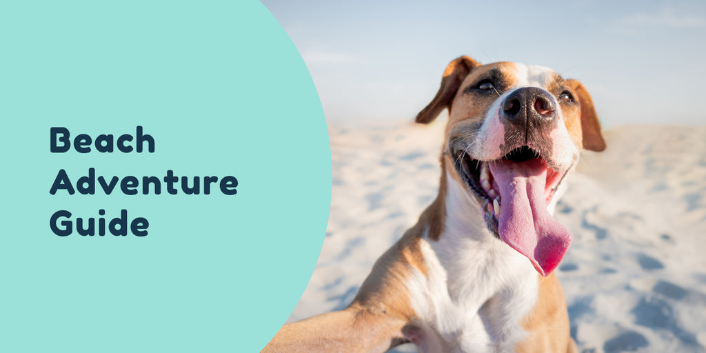 The ultimate Beach Adventure Guide – Pet Connect NZ