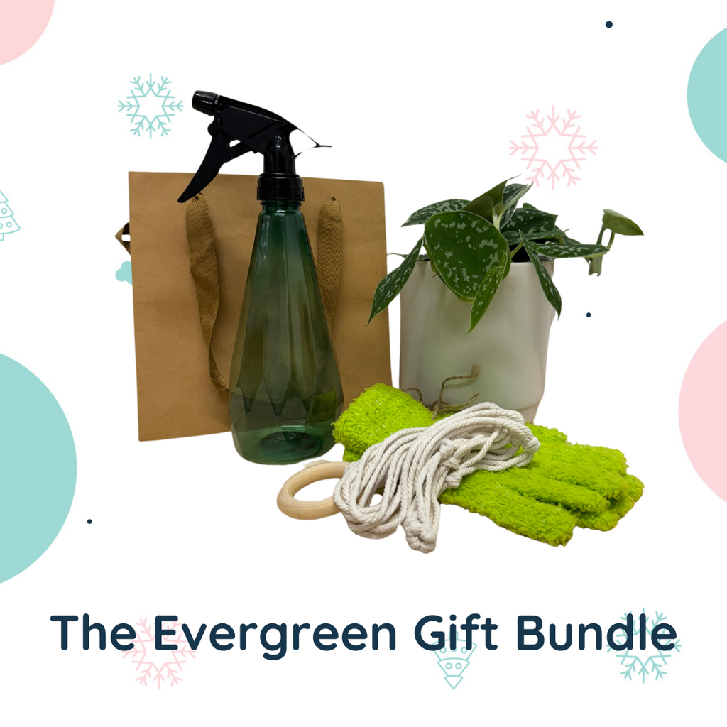 The Evergreen Gift Bundle