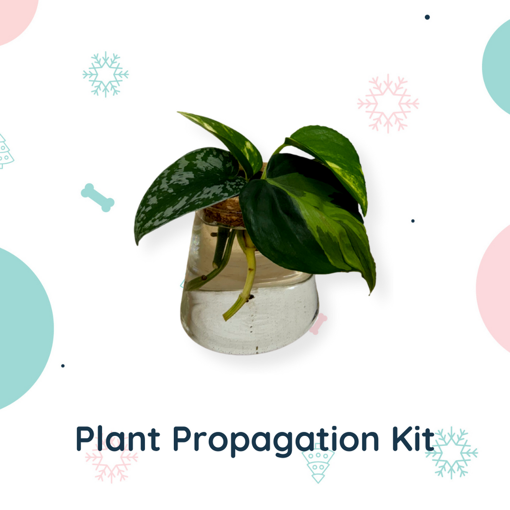 Grow a Gift - The Propagation Collection