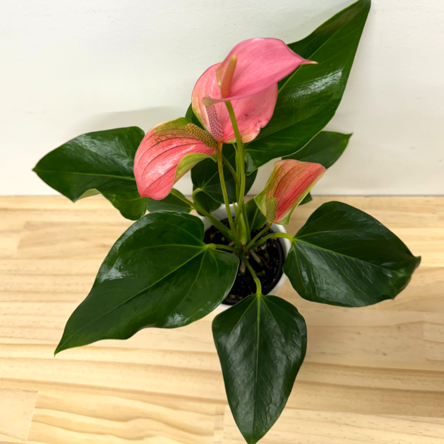 Anthurium Sweet Dream - Hot Pink House Plant – 12cm Pot *Waiheke Only*