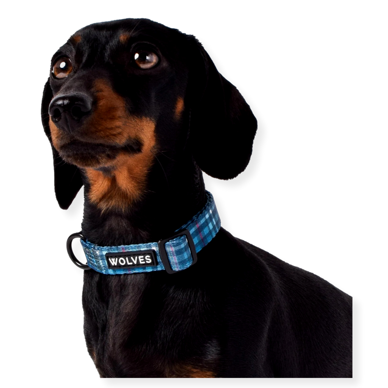 Wolves of Wellington Dog Collar Lochie