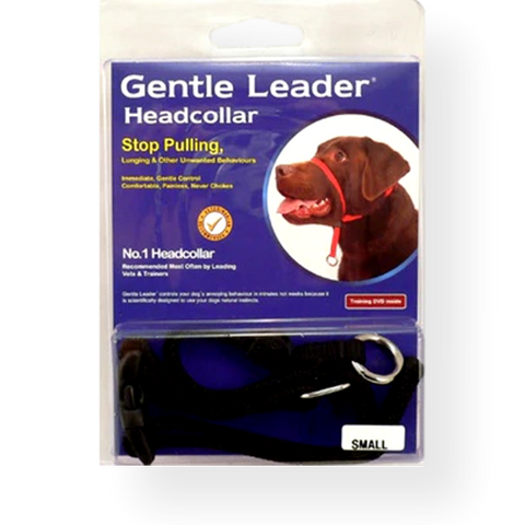 Head leader for dogs store