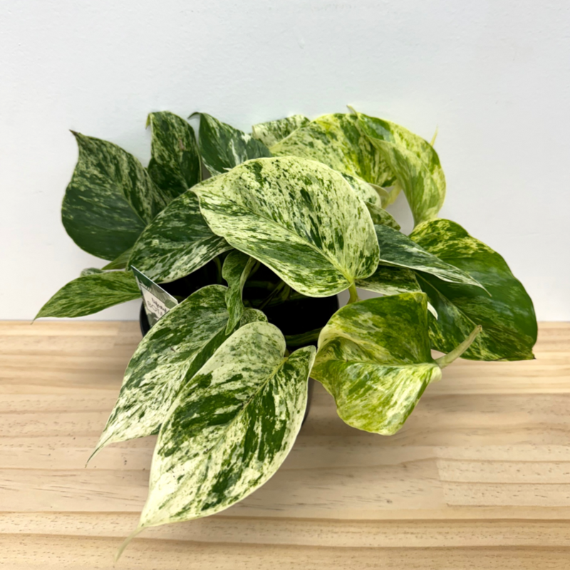 Marble Queen Pothos Epipremnum House Plant - 14cm Pot *Waiheke Only*