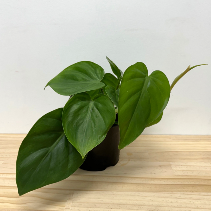 Philodendron Heartleaf House Plant – 14cm Pot