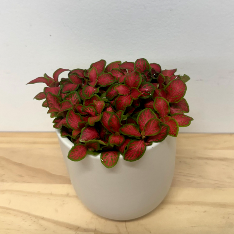 Valentines Special - Fittonia Plant and Ceramic Pot 10cm Combo