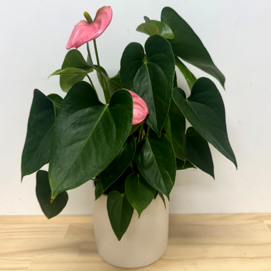 Valentines Special - Anthurium Plant and Ceramic Pot 12cm Combo