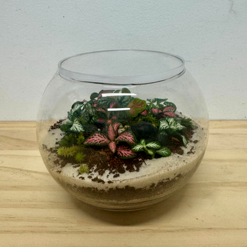 Tropical Terrarium  *Waiheke Island Only*