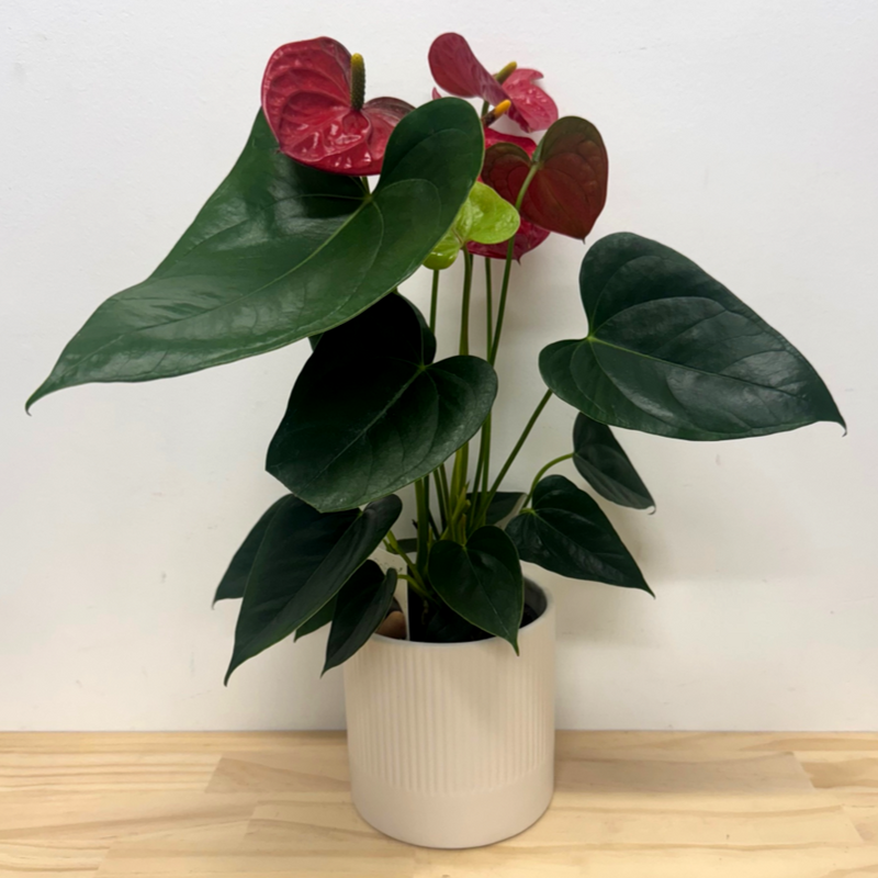 Valentines Special - Anthurium Plant and Ceramic Pot 12cm Combo