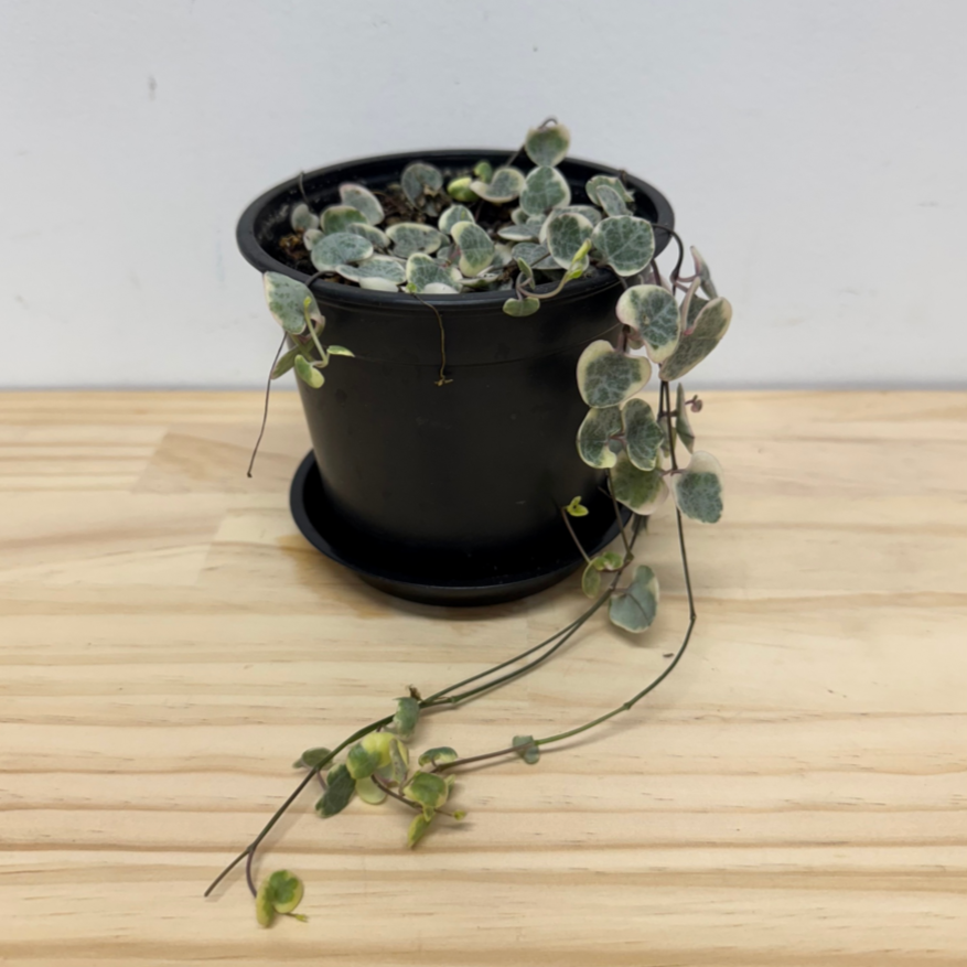 Variegated Chain of Hearts - 12cm Pot *Waiheke Only*