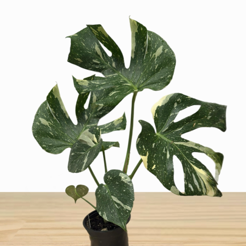 Monstera Thai Variegated Indoor House Plant *Waiheke Only*