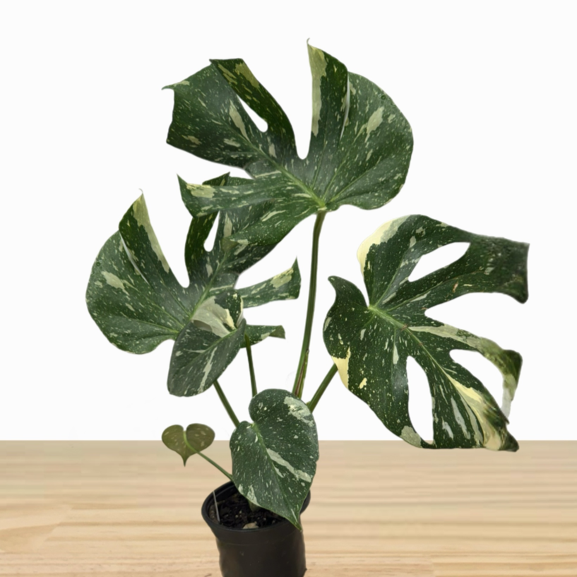 Monstera Thai Variegated Indoor House Plant with Pot *Waiheke Only*