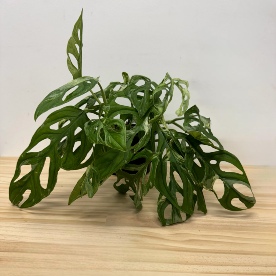 Monstera Monkey Mask Mint House Plant - 14cm Pot *Waiheke Only*