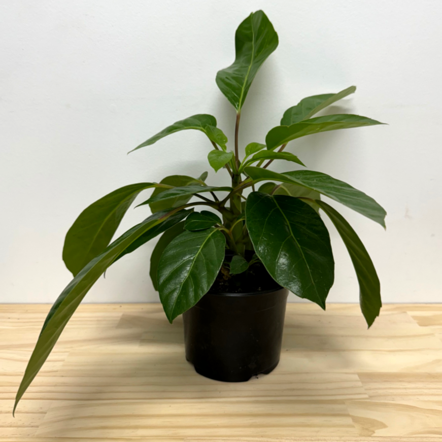 Schefflera Alpine House Plant - 14cm Pot *Waiheke Only*