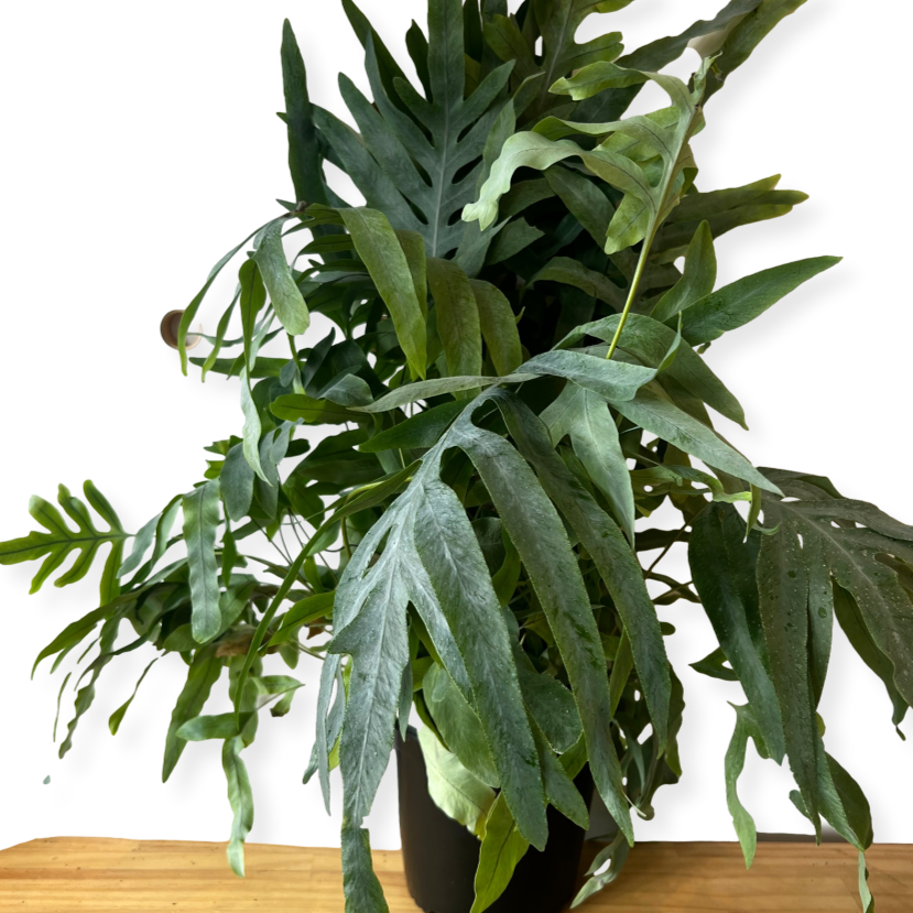 Bluestar Fern House Plant  *Waiheke Only*