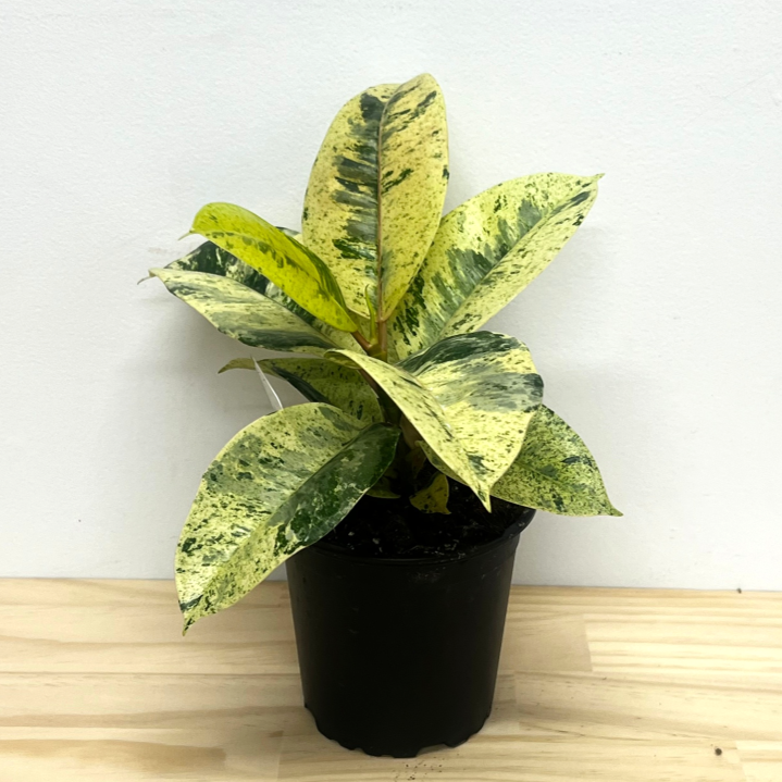 Ficus Shivereana Variegated House Plant - 12cm Pot *Waiheke Only*