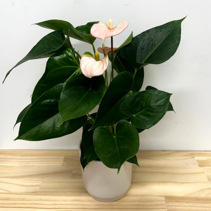 Anthurium Arisa Sweet - Light Pink House Plant – 12cm Pot *Waiheke Only*