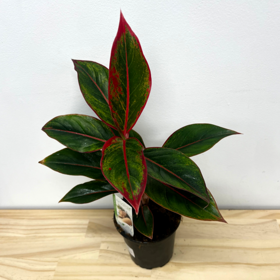 Aglaonema Red Gold House Plant – 12cm Pot *Waiheke Only*