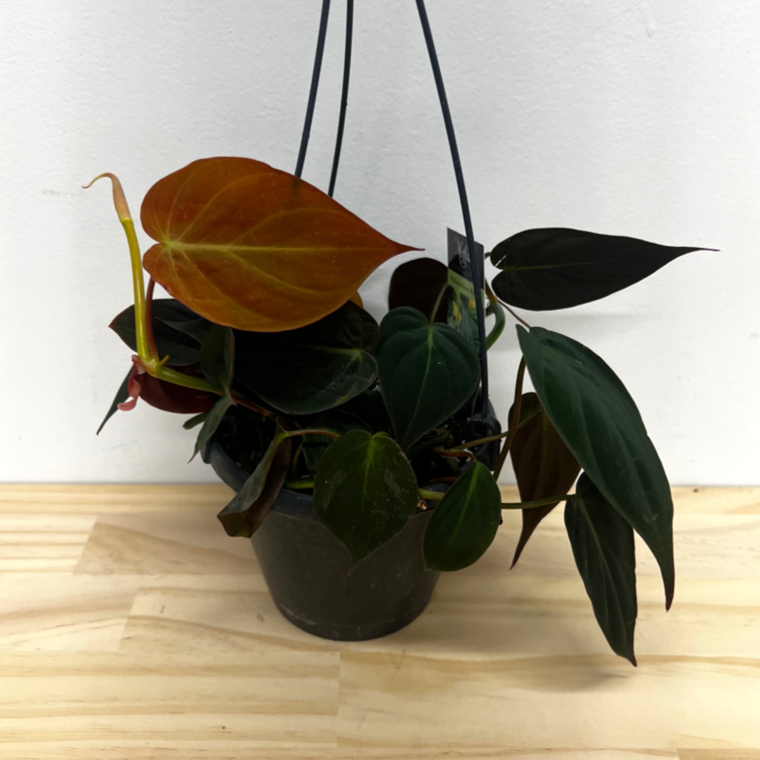 Philodendron Micans Hanging House Plant - 12cm Pot *Waiheke Only*