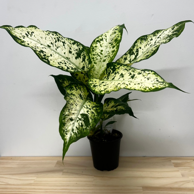 Dieffenbachia Compacta House Plant – 12cm Pot *Waiheke Only*