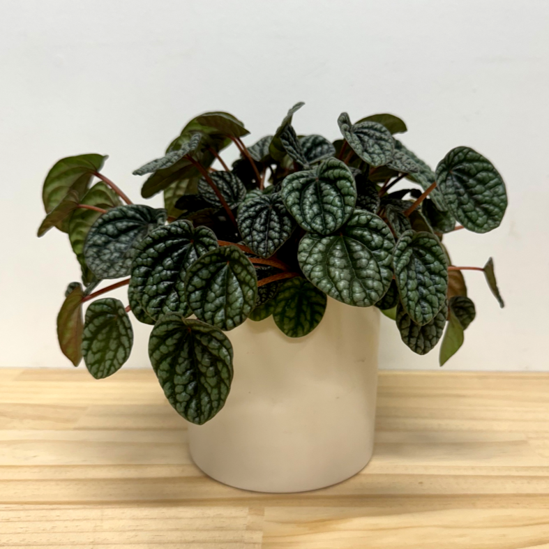 Valentines Special - Plant & Ceramic Bondi 12cm Pot