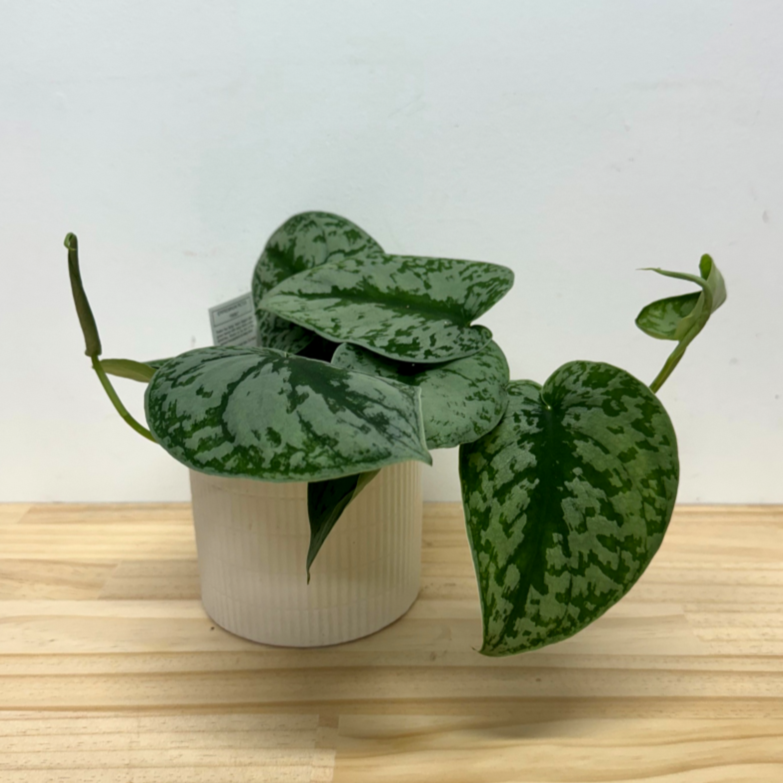 Valentines Special - Plant & Ceramic Bondi 12cm Pot