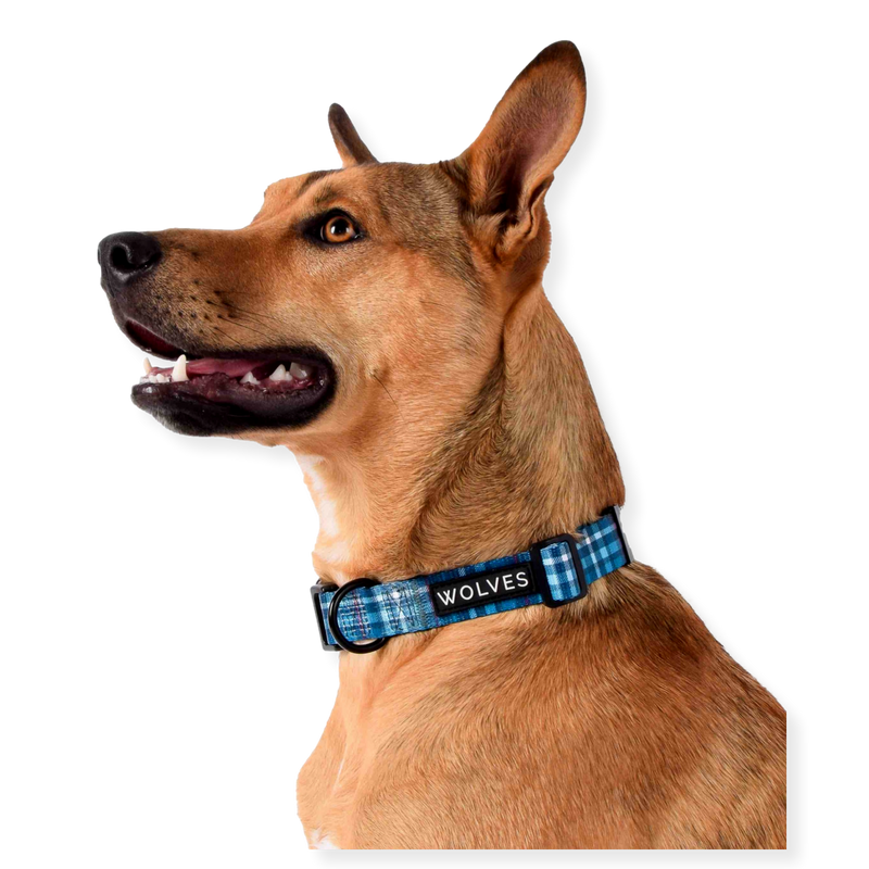 Wolves of Wellington Dog Collar Lochie