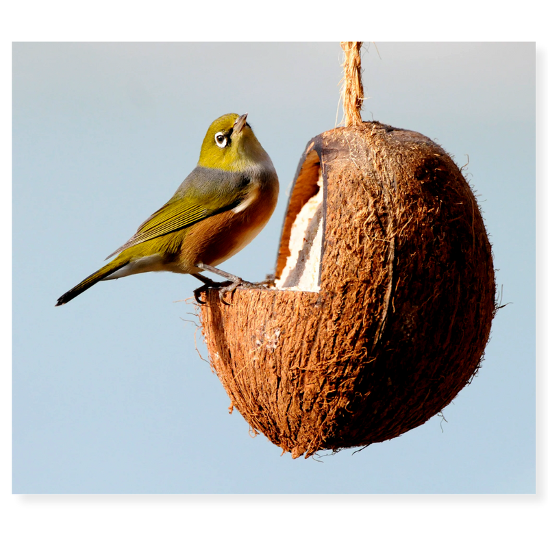 Backyard Birdsong Gift Box