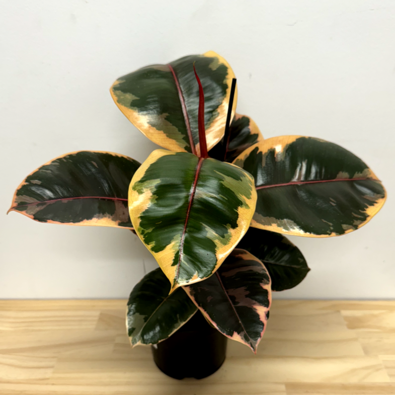 Ficus Ruby House Plant - 14cm Pot *Waiheke Only*