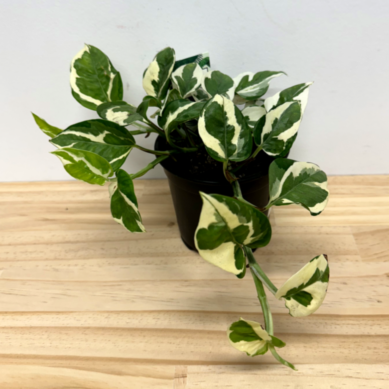 Epipremnum N'Joy House Plant – 12cm Pot *Waiheke Only*