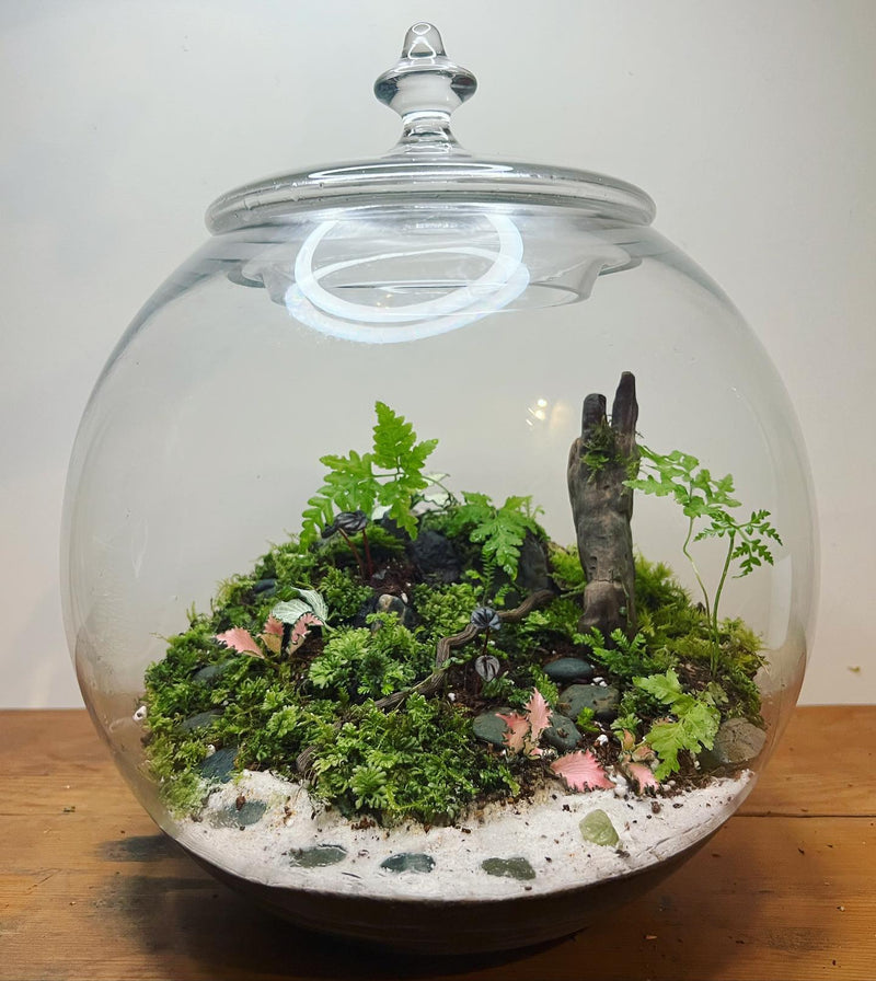 Terrarium 