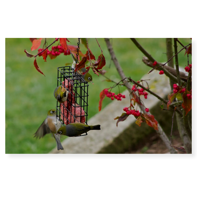 Topflite Wild Bird Cake Feeder 2