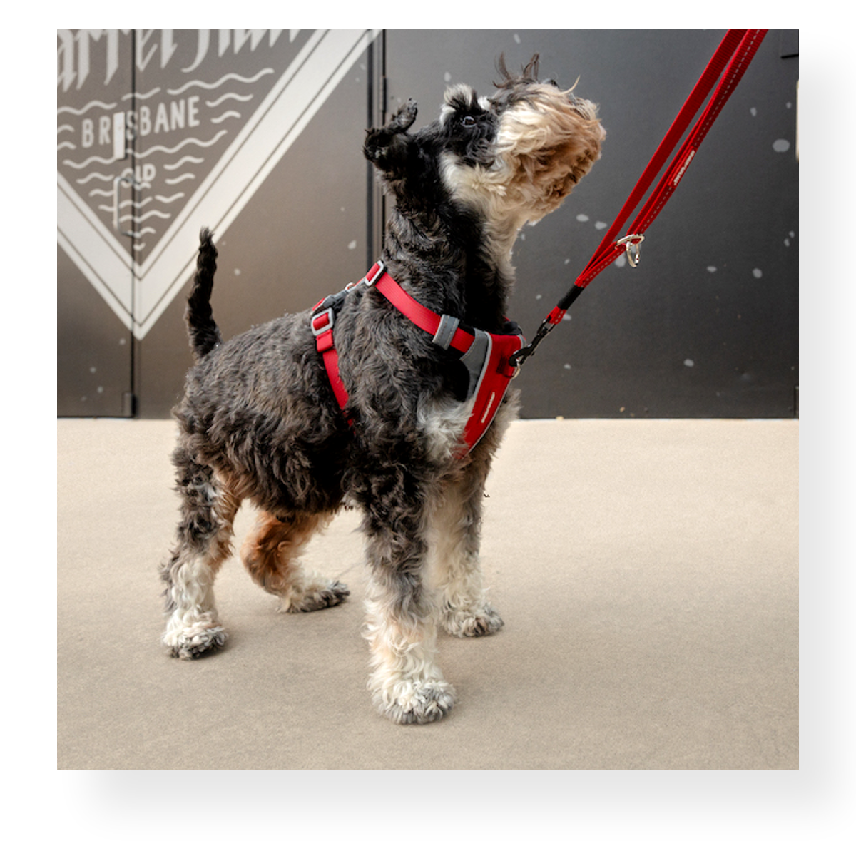 EzyDog X Link Dog Harness Red Pet Connect NZ